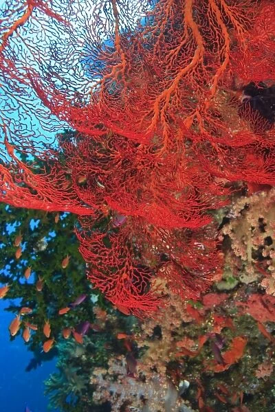 Gorgonian Sea Fan, schooling Fairy Basslets (Pseudanthias squamipinnis) near Vibrant & Colorful