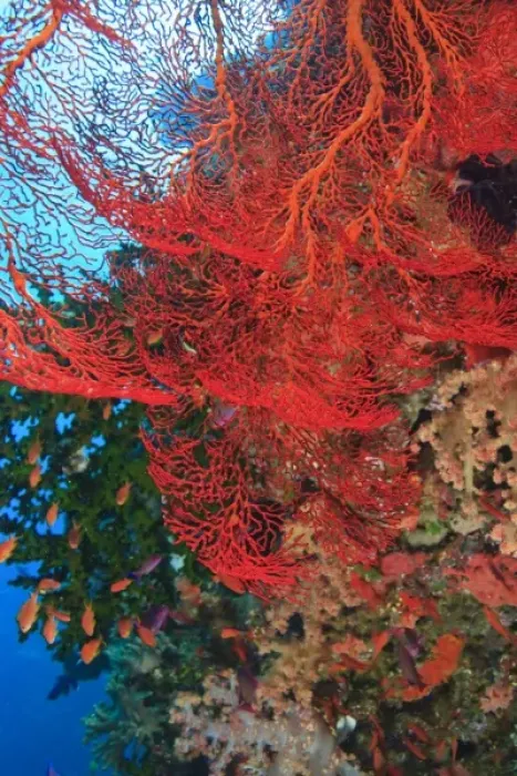 Framed Print : Gorgonian Sea Fan, schooling Fairy Basslets (Pseudanthias squamipinnis) near Vibrant & Colorful