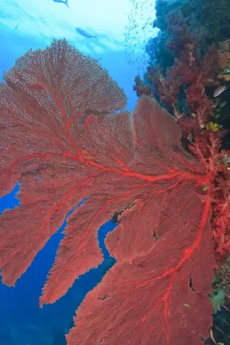 Framed Print : Gorgonian Sea Fans, Beqa Island off Southern Viti Levu, Fiji, South Pacific