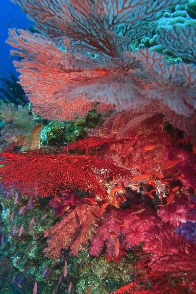 Gorgonian Sea Fans, soft corals, Bligh Water, Viti Levu, Fiji, South Pacific