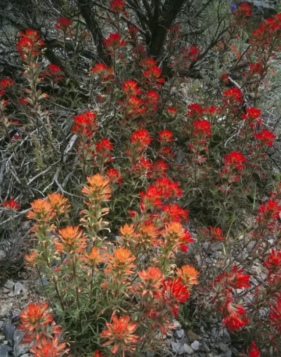 Framed Print : Goshute Creek Wilderness, Nevada. USA. Paintbrush (Castilleja chromosa) along Goshute Creek Framed Print : Goshute Creek Wilderness, Nevada. USA. Paintbrush (Castilleja chromosa) along Goshute Creek