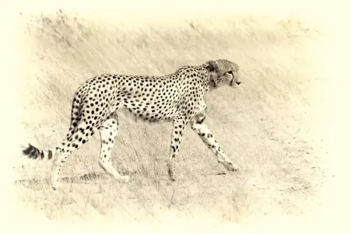 Framed Print : graceful cheetah artistic version walking Framed Print : graceful cheetah artistic version walking