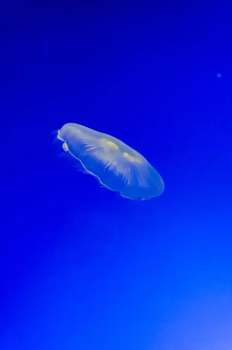 Framed Print : Graceful Jellyfish in Aquarium Framed Print : Graceful Jellyfish in Aquarium