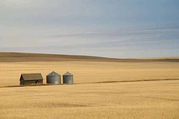 02. Canada, Alberta, Rosebud: Grain Barn  /  Wheat Farm  /  Autumn