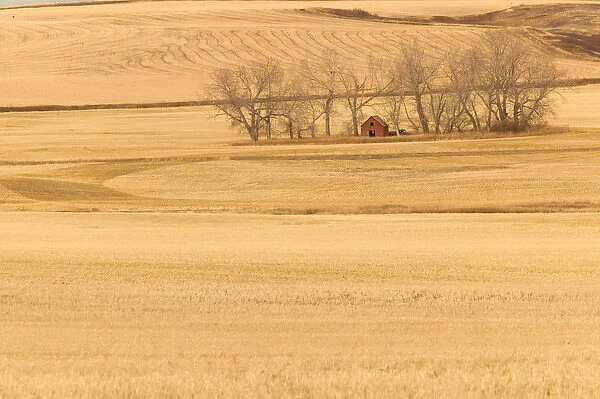 02. Canada, Alberta, Rosebud: Grain Barn  /  Wheat Farm  /  Autumn