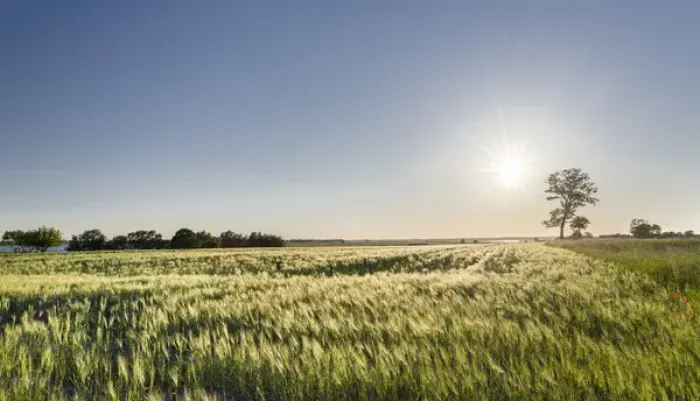 Framed Print : Grainfield in the Usedomer Schweiz on the island of Usedom