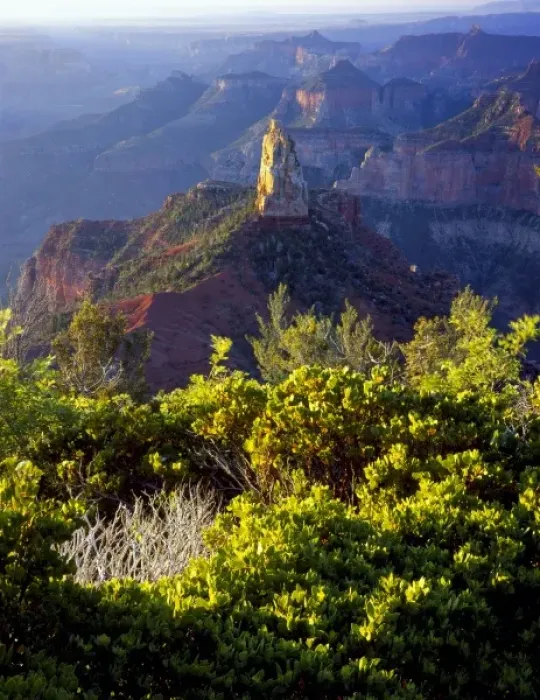 Framed Print : Grand Canyon National Park, Arizona. USA. Manzanita (Arctostaphylos patula) & mountain mahogany