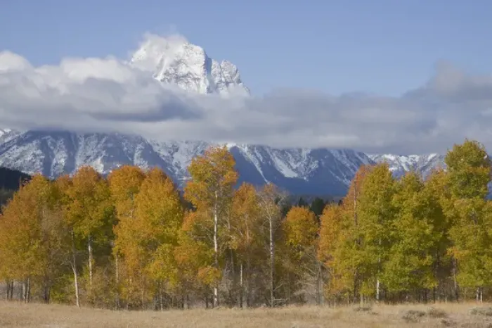 Framed Print : Grand Teton National Park, Autumn Aspen Snow Framed Print : Grand Teton National Park, Autumn Aspen Snow