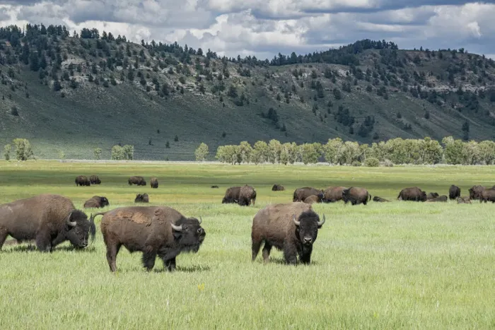 Framed Print : Grand Teton National Park, Bison graze in meadow, Wyoming Framed Print : Grand Teton National Park, Bison graze in meadow, Wyoming