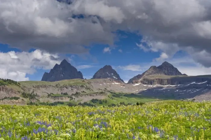 Framed Print : Grand Teton, South and Middle Tetons, Lupine and Wildflowers, Alaska Basin Shelf