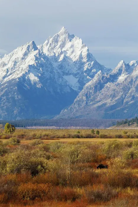 Framed Print : Grand Tetons and moose