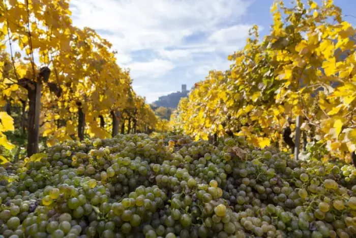 Framed Print : Grape Harvest by traditional hand picking in the Wachau area of Austria