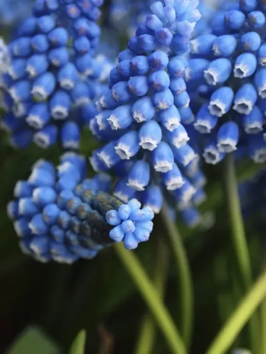 Framed Print : Grape hyacinth in bloom