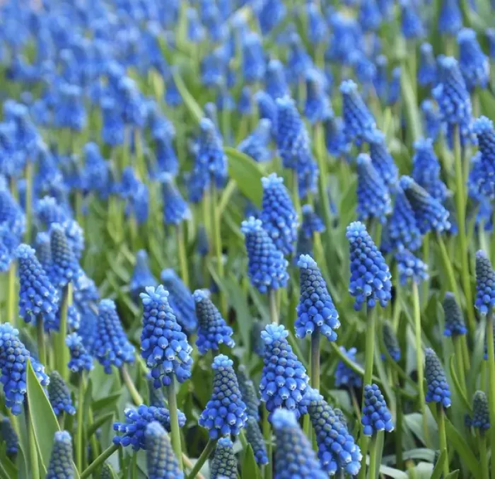 Framed Print : Grape hyacinth in bloom Framed Print : Grape hyacinth in bloom