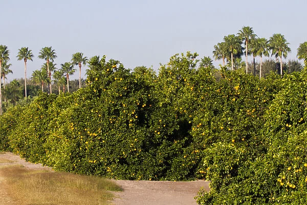 Grapefruit grove in Mission, Texas, winter