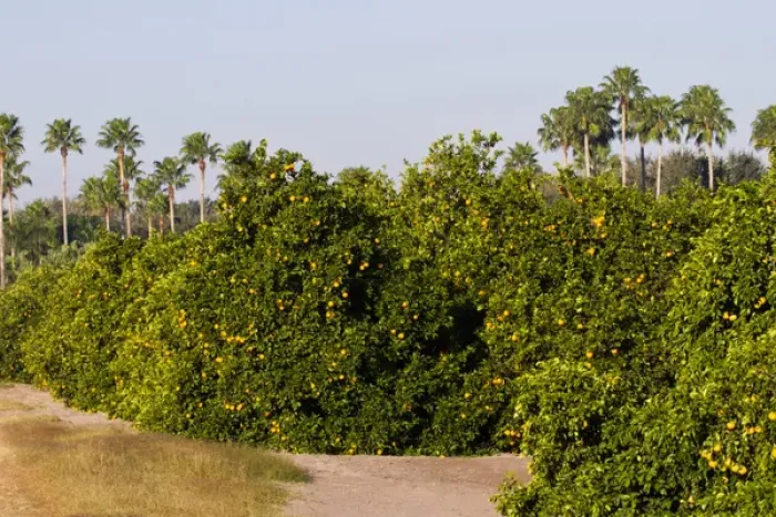 Framed Print : Grapefruit grove in Mission, Texas, winter