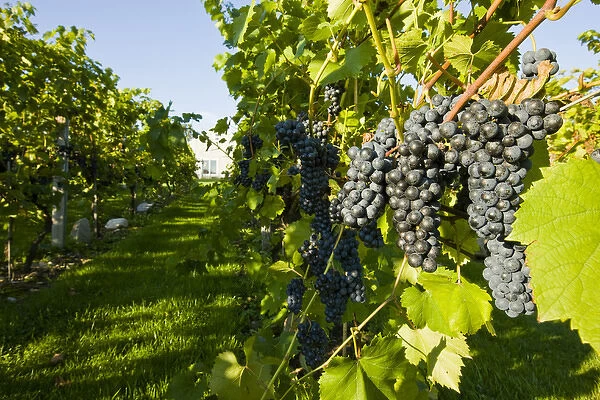 Grapes at Candia Vineyards in Candia, New Hampshire