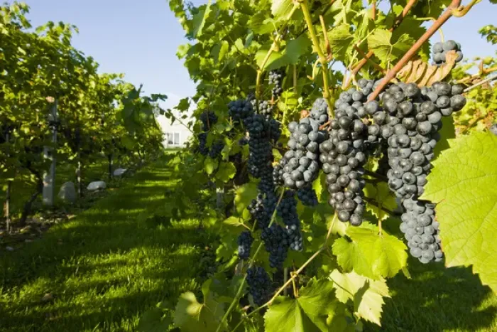 Framed Print : Grapes at Candia Vineyards in Candia, New Hampshire Framed Print : Grapes at Candia Vineyards in Candia, New Hampshire