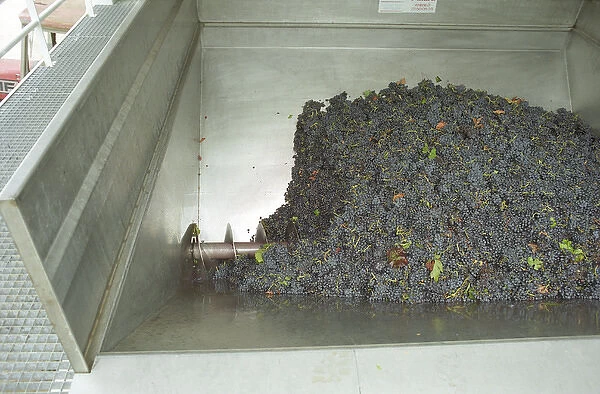 Grapes just brought in from harvest in the grape reception area with an archimedes