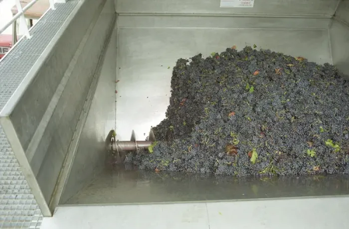 Framed Print : Grapes just brought in from harvest in the grape reception area with an archimedes Framed Print : Grapes just brought in from harvest in the grape reception area with an archimedes