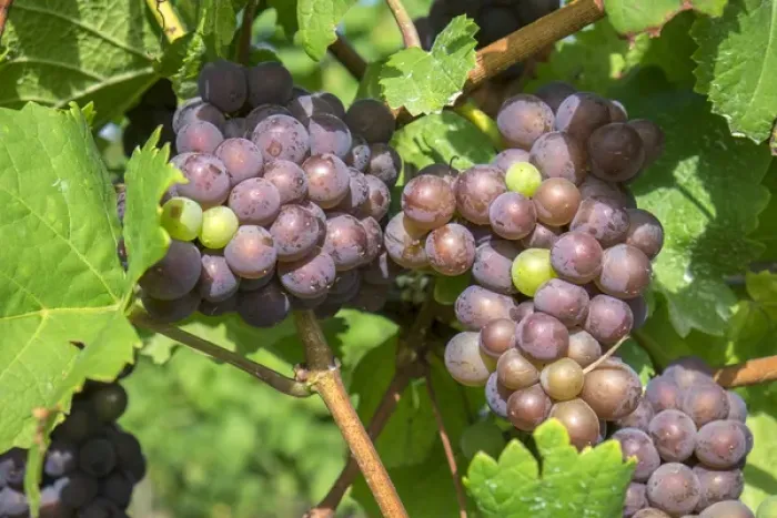 Framed Print : Grapes on vine, Anyelas Vineyard, Skaneateles, New York, USA Framed Print : Grapes on vine, Anyelas Vineyard, Skaneateles, New York, USA
