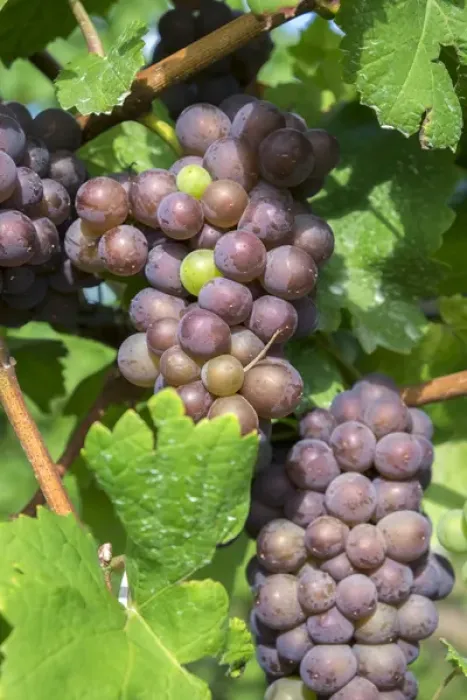 Framed Print : Grapes on vine, Anyelas Vineyard, Skaneateles, New York, USA