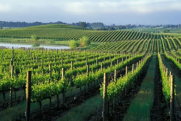 Grapevines in neat rows in Californias Napa Valley wine country