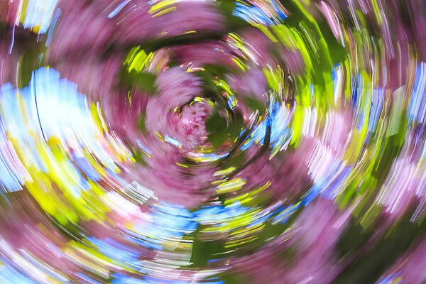 Graphic views combining slow shutter speed & motion, Ornamental Spring plum blossoms