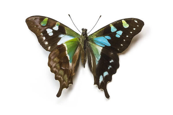 Graphium stresemanni swallowtail butterfly, comparing the top and bottom wings
