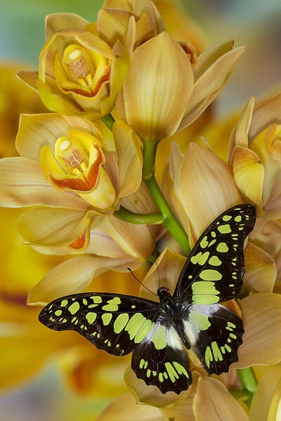 Graphium tynderaeus butterfly on large golden cymbidium orchid