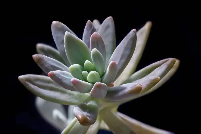 Framed Print : Graptosedum Francesco Baldi succulent Framed Print : Graptosedum Francesco Baldi succulent