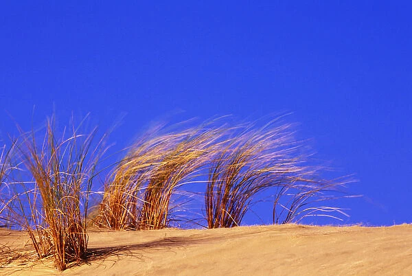Grass blowing on dunes, Oregon Dunes National Recreation Area, Oregon