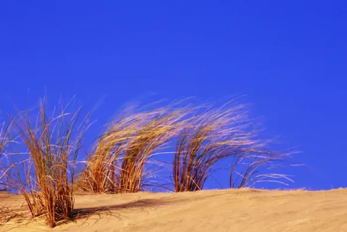 Framed Print : Grass blowing on dunes, Oregon Dunes National Recreation Area, Oregon