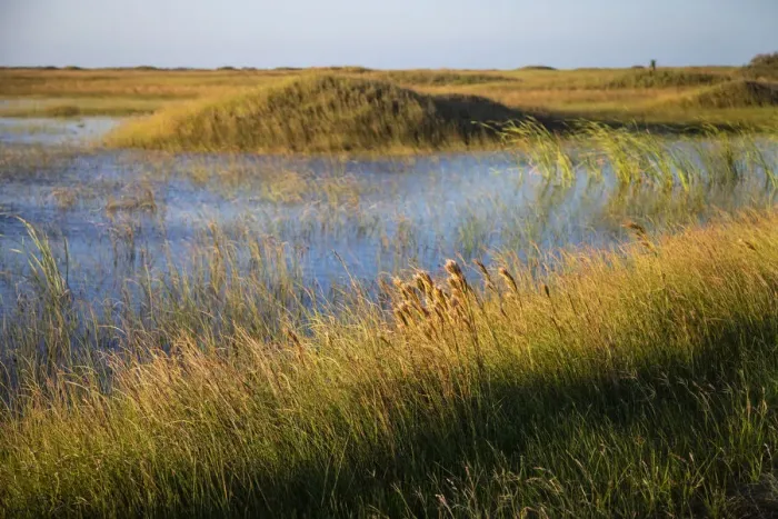 Framed Print : Grass-covered Dunes at Padre Island National Seashore