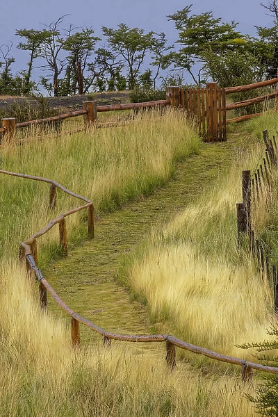 Grass lined pathway, Los Glaciares National Park, Argentina, South America, Patagonia