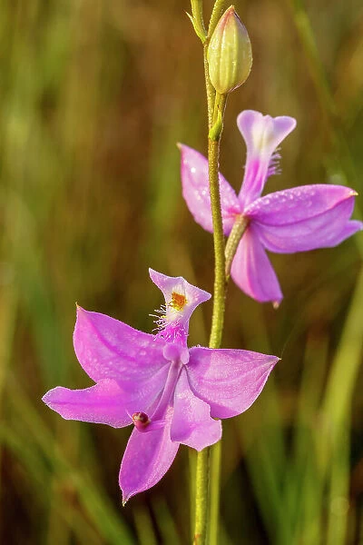A grass pink orchid in south Florida