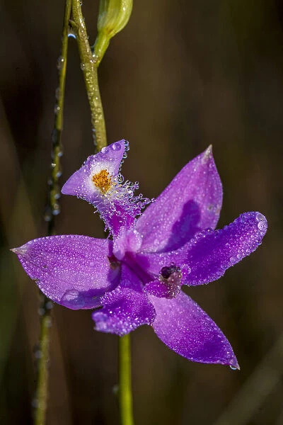 Grass Pink orchids grow in a South Florida prairie
