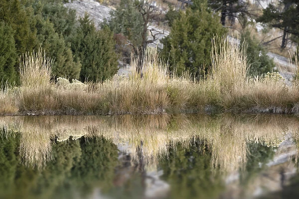 Grass reflection, Canary Spring, Yellowstone National Park, Montana  /  Wyoming