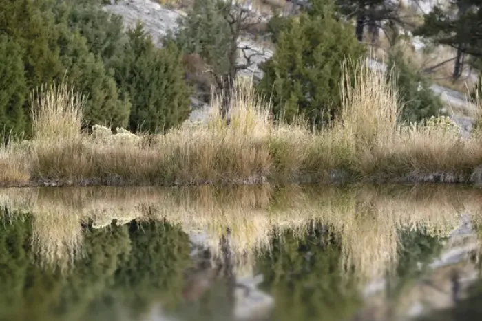 Framed Print : Grass reflection, Canary Spring, Yellowstone National Park, Montana / Wyoming Framed Print : Grass reflection, Canary Spring, Yellowstone National Park, Montana / Wyoming
