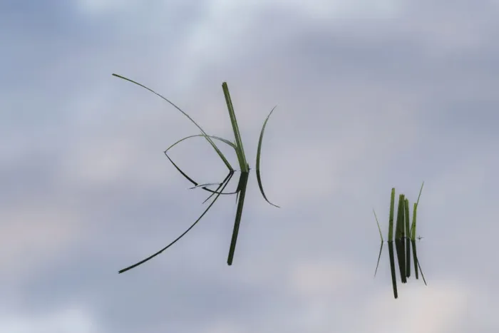 Framed Print : Grass stems and sky reflecting on pond surface, Lake Clark National Park and Preserve, Alaska