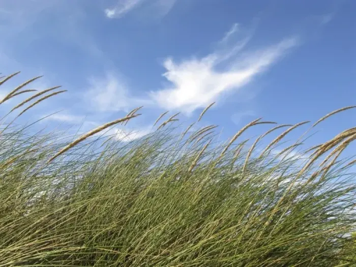 Framed Print : grass swinging in the wind Framed Print : grass swinging in the wind