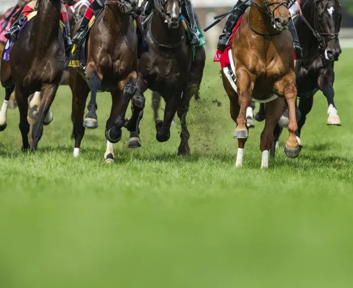 Framed Print : Grass turf horse racing