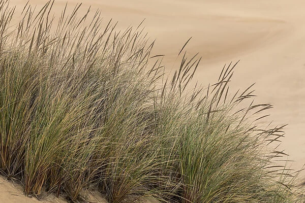 Grasses in dunes, Dellenback Dunes, Siuslaw National Forest, Coos County, Oregon