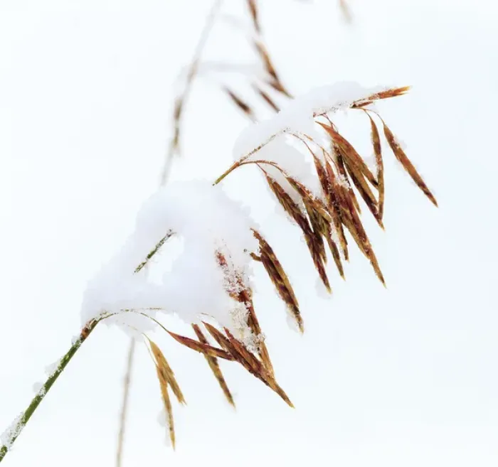 Framed Print : Grasses, First snow to October, Continental Divide, Rabbit Ears pass, Colorado, USA Framed Print : Grasses, First snow to October, Continental Divide, Rabbit Ears pass, Colorado, USA