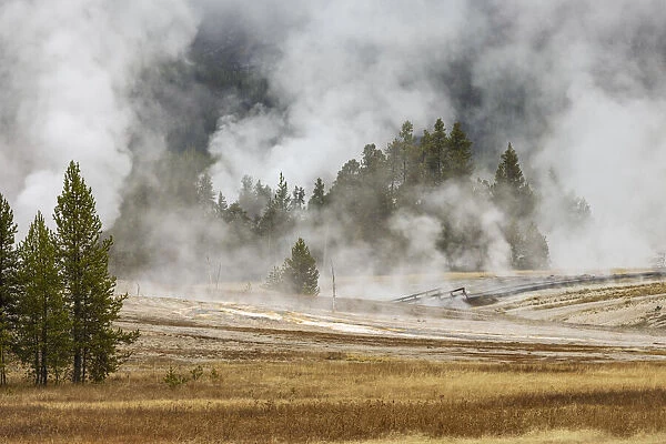 Grasses and mist in autumn meadow, Upper Geyser Basin, Yellowstone National Park, Wyoming