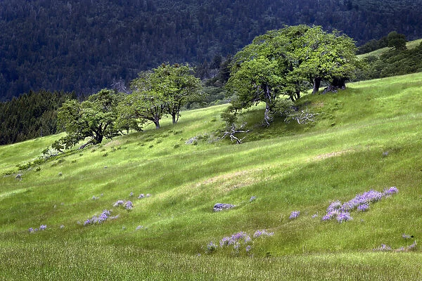 Grasses and trees, Dolason Prairie just off Bald Hills Road, California