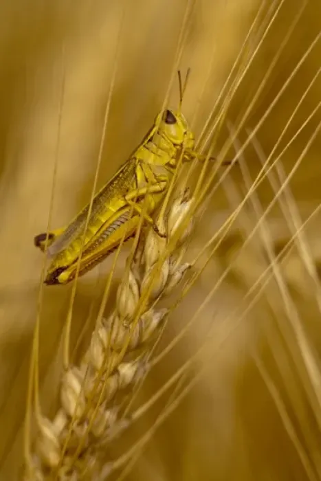 Framed Print : Grasshopper on stalk of mature wheat in the Palouse of Washington Framed Print : Grasshopper on stalk of mature wheat in the Palouse of Washington