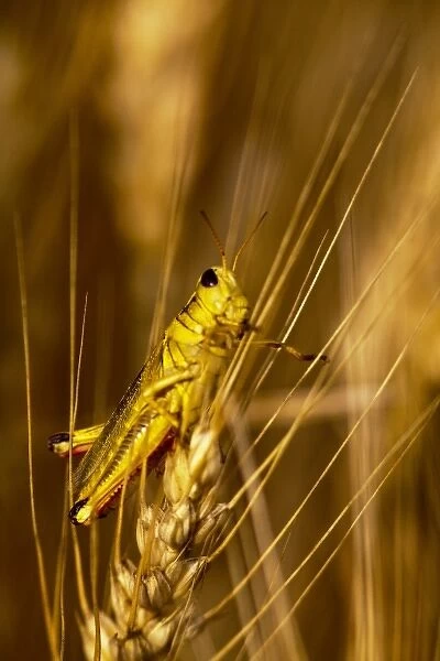 Grasshopper on stalk of mature wheat in the Palouse of Washington
