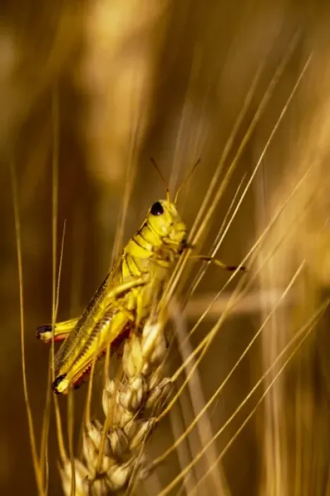 Framed Print : Grasshopper on stalk of mature wheat in the Palouse of Washington Framed Print : Grasshopper on stalk of mature wheat in the Palouse of Washington