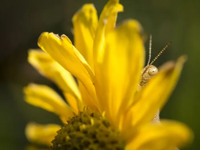 Framed Print : Grasshopper behind sunflower, Pawhuska Prairie, Lamar, Missouri Framed Print : Grasshopper behind sunflower, Pawhuska Prairie, Lamar, Missouri
